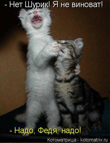 Котоматрица: - Нет Шурик! Я не виноват!  - Надо, Федя, надо!