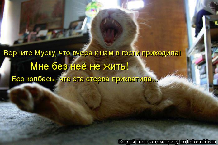 Котоматрица: Верните Мурку, что вчера к нам в гости приходила! Мне без неё не жить! Без колбасы, что эта стерва прихватила...