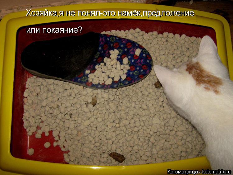 Хозяйка,я не понял-это намёк,предложение или покаяние?... Котоматрица: Хозяйка,я не понял-это намёк,предложение или покаяние?
