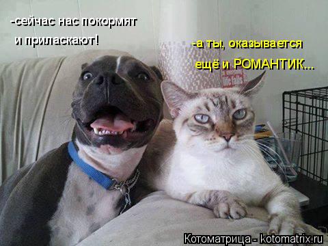 -сейчас нас покормят и приласкают! -а ты, оказывается ещё и РОМАНТИК...... Котоматрица: -сейчас нас покормят и приласкают! -а ты, оказывается ещё и РОМАНТИК...