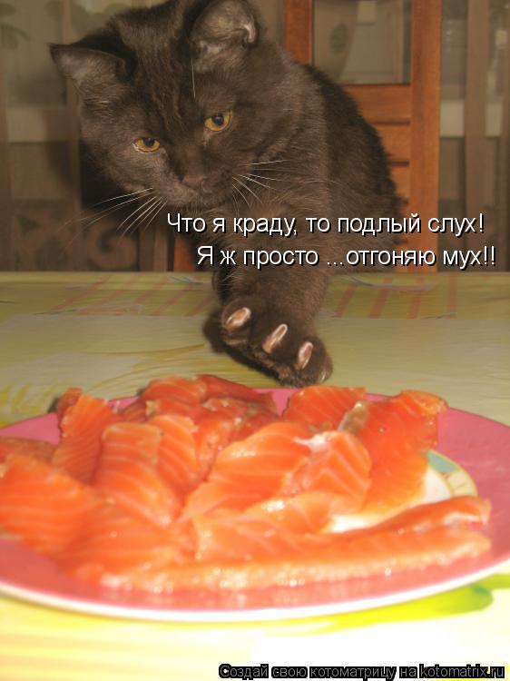 Что я краду, то подлый слух! Я ж просто ...отгоняю мух!!... Котоматрица: Что я краду, то подлый слух! Я ж просто ...отгоняю мух!!