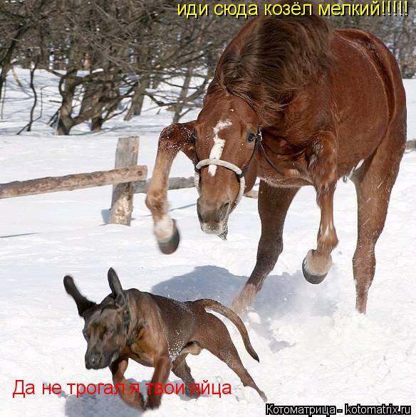 иди сюда козёл мелкий!!!!! Да не трогал я твои яйца... Котоматрица: иди сюда козёл мелкий!!!!! Да не трогал я твои яйца