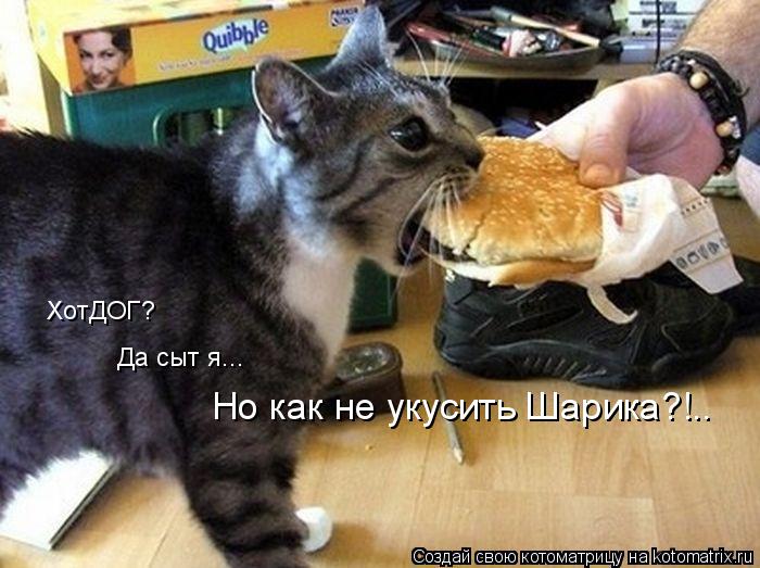Но как не укусить Шарика?!.. ХотДОГ? Да сыт я...... Котоматрица: Но как не укусить Шарика?!.. ХотДОГ? Да сыт я...