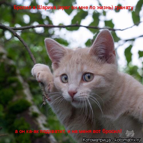 Котоматрица: Бросил в Шарика (враг он мне по жизнь) гранату а он ка-ак подхватит, и на меня вот бросил!