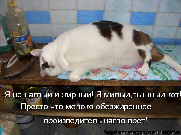 Котоматрица: -Я не наглый и жирный! Я милый,пышный кот! Просто что молоко обезжиренное  производитель нагло врет!