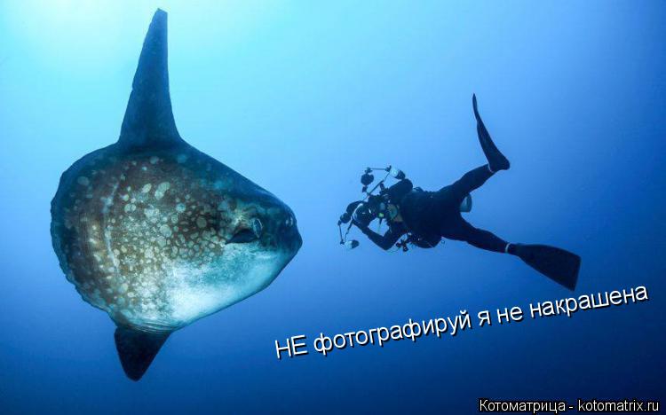 НЕ фотографируй я не накрашена... Котоматрица: НЕ фотографируй я не накрашена