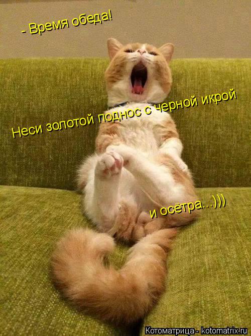 - Время обеда! - Время обеда! Неси золотой поднос с черной икрой и осётра...)))... Котоматрица: - Время обеда! - Время обеда! Неси золотой поднос с черной икрой и осётра...)))