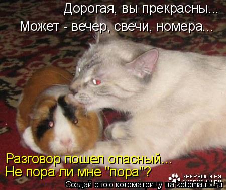 Дорогая, вы прекрасны... Может - вечер, свечи, номера... Разговор пошел опасный... Не пора ли мне "по... Котоматрица: Дорогая, вы прекрасны... Может - вечер, свечи, номера... Разговор пошел опасный... Не пора ли мне "пора"?