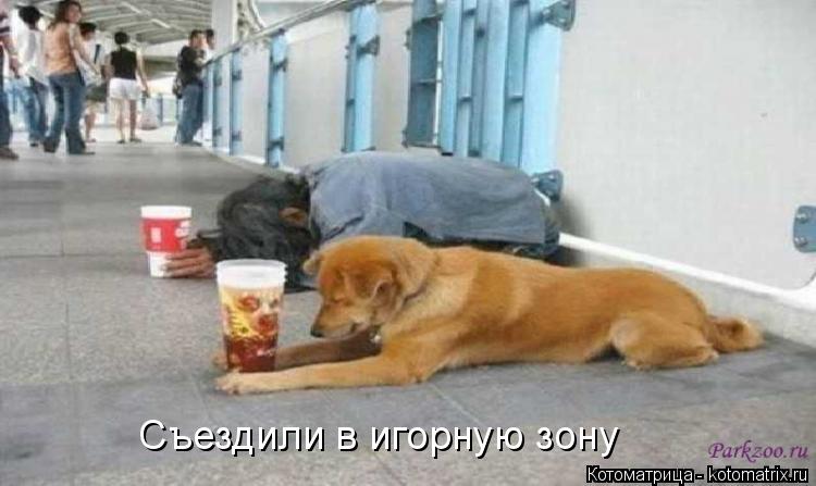 Котоматрица: Съездили в игорную зону