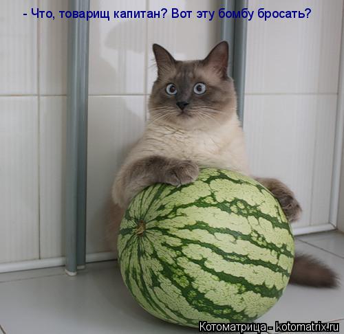 Котоматрица: - Что, товарищ капитан? Вот эту бомбу бросать?