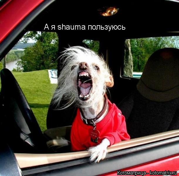А я shauma пользуюсь... Котоматрица: А я shauma пользуюсь