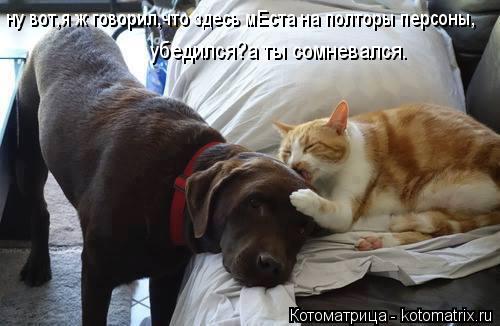 Котоматрица: ну вот,я ж говорил,что здесь мЕста на полторы персоны, убедился?а ты сомневался.