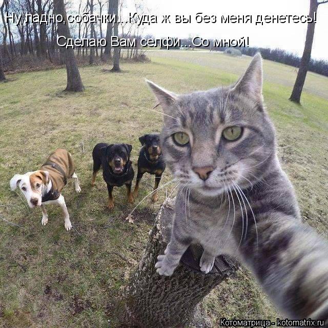 Ну ладно,собачки...Куда ж вы без меня денетесь! Сделаю Вам селфи...Со мной!... Котоматрица: Ну ладно,собачки...Куда ж вы без меня денетесь! Сделаю Вам селфи...Со мной!