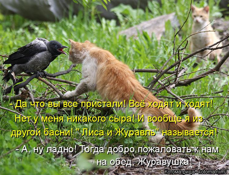 - Да что вы все пристали! Всё ходят и ходят! Нет у меня никакого сыра! И вообще я из другой басни! " ... Котоматрица: - Да что вы все пристали! Всё ходят и ходят! Нет у меня никакого сыра! И вообще я из другой басни! " Лиса и Журавль" называется! - А, ну ладно! Тогд