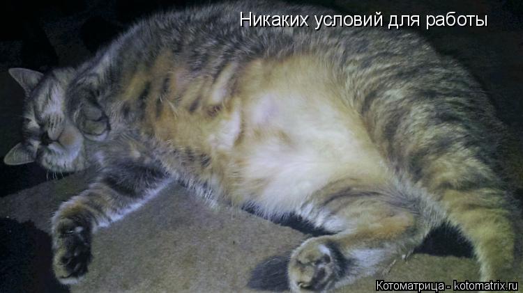 Никаких условий для работы... Котоматрица: Никаких условий для работы