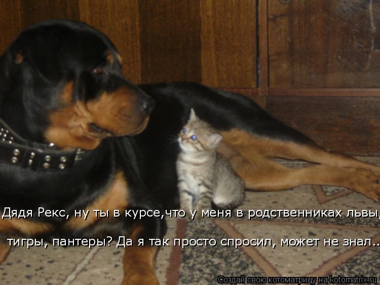 Дядя Рекс, ну ты в курсе,что у меня в родственниках львы, тигры, пантеры? Да я так просто спросил, мо... Котоматрица: Дядя Рекс, ну ты в курсе,что у меня в родственниках львы, тигры, пантеры? Да я так просто спросил, может не знал...