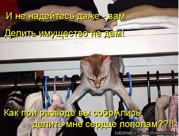 И не надейтесь даже - вам Делить имущество не дам! Как при разводе вы собрАлись делить мне сердце поп... Котоматрица: И не надейтесь даже - вам Делить имущество не дам! Как при разводе вы собрАлись делить мне сердце пополам??!!