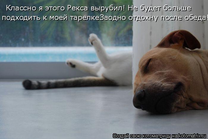 Классно я этого Рекса вырубил! Не будет больше подходить к моей тарелкеЗаодно отдохну после обеда!... Котоматрица: Классно я этого Рекса вырубил! Не будет больше подходить к моей тарелкеЗаодно отдохну после обеда!