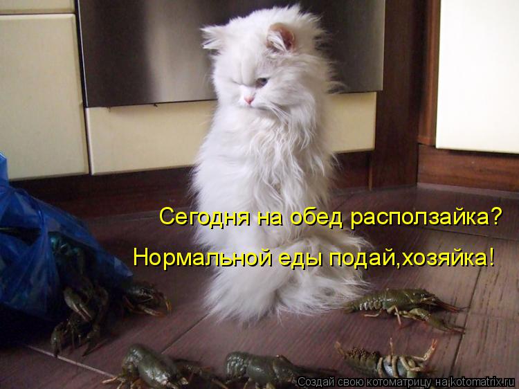 Сегодня на обед расползайка? Нормальной еды подай,хозяйка!... Котоматрица: Сегодня на обед расползайка? Нормальной еды подай,хозяйка!