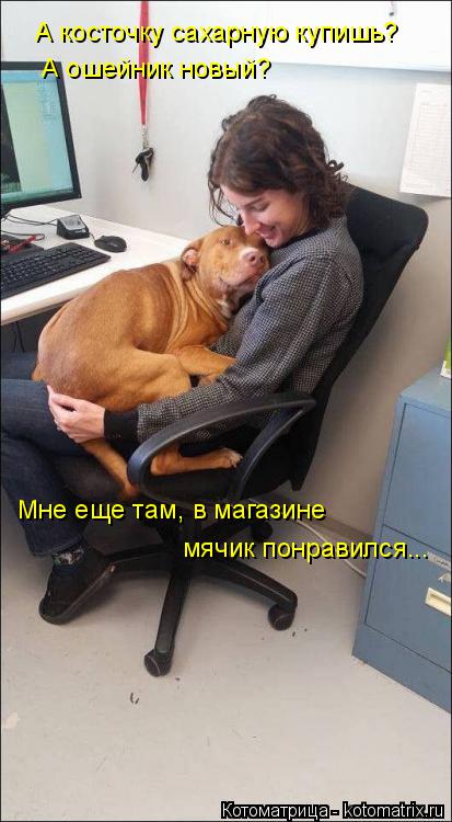 А косточку сахарную купишь? А ошейник новый? Мне еще там, в магазине мячик понравился...... Котоматрица: А косточку сахарную купишь? А ошейник новый? Мне еще там, в магазине мячик понравился...