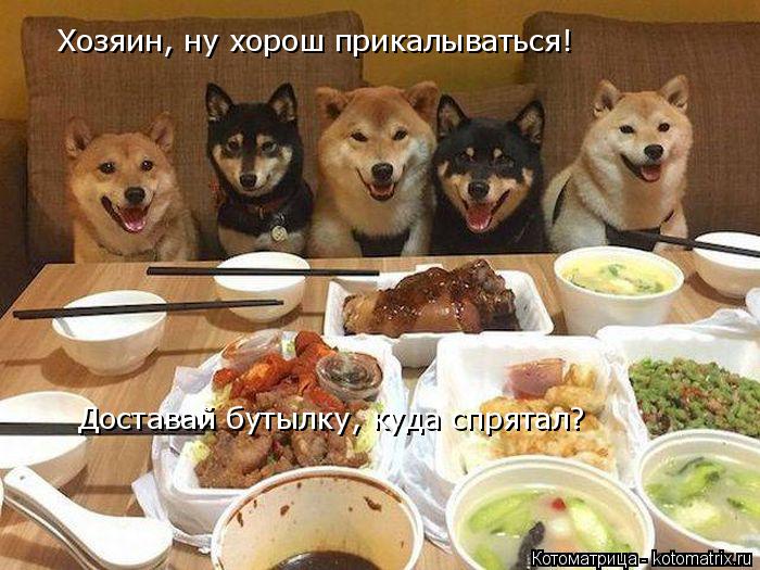 Хозяин, ну хорош прикалываться! Доставай бутылку, куда спрятал?... Котоматрица: Хозяин, ну хорош прикалываться! Доставай бутылку, куда спрятал?