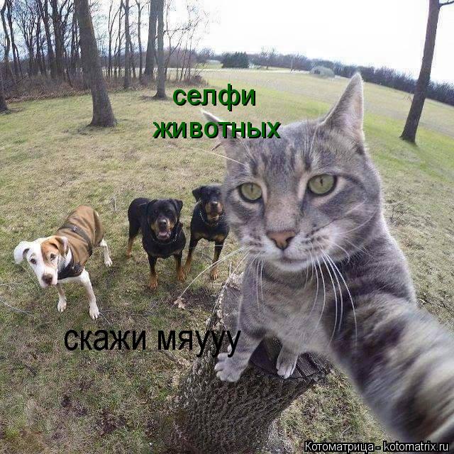селфи животных скажи мяууу... Котоматрица: селфи животных скажи мяууу