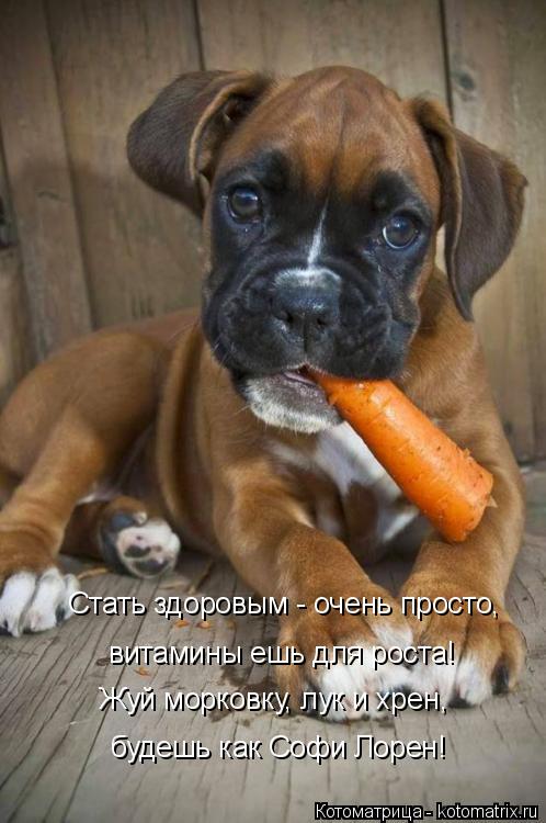 будешь как Софи Лорен! Стать здоровым - очень просто, витамины ешь для роста! Жуй морковку, лук и хре... Котоматрица: будешь как Софи Лорен! Стать здоровым - очень просто, витамины ешь для роста! Жуй морковку, лук и хрен,
