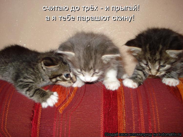 а я тебе парашют скину! считаю до трёх - и прыгай!... Котоматрица: а я тебе парашют скину! считаю до трёх - и прыгай!