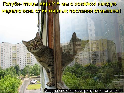 Голуби- птицы мира? А мы с хозяйкой каждую неделю окна от их мирных посланий отмываем!... Котоматрица: Голуби- птицы мира? А мы с хозяйкой каждую неделю окна от их мирных посланий отмываем!