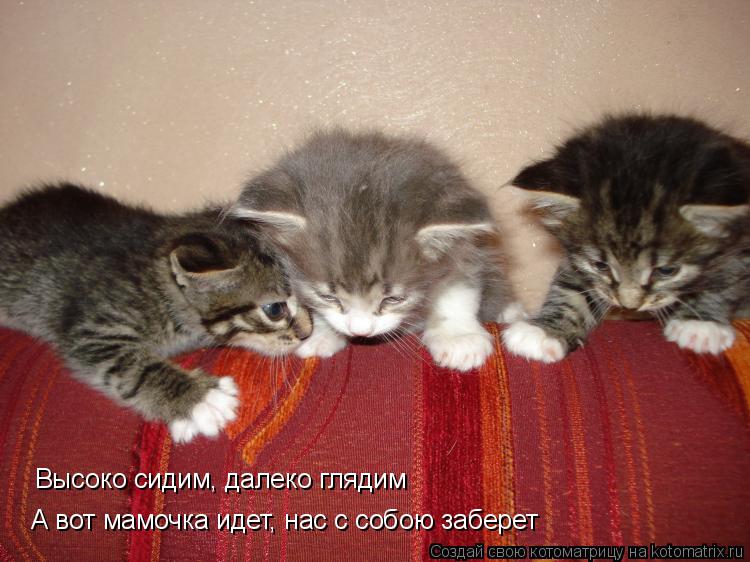 Высоко сидим, далеко глядим А вот мамочка идет, нас с собою заберет... Котоматрица: Высоко сидим, далеко глядим А вот мамочка идет, нас с собою заберет
