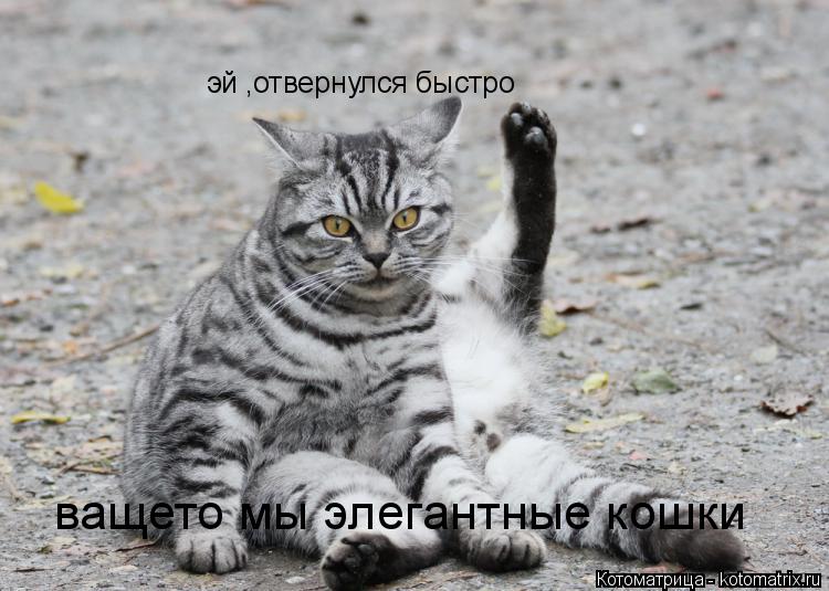 эй ,отвернулся быстро ващето мы элегантные кошки... Котоматрица: эй ,отвернулся быстро ващето мы элегантные кошки