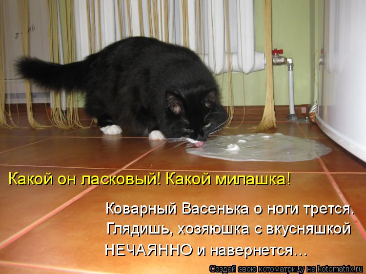 Коварный Васенька о ноги трется. Глядишь, хозяюшка с вкусняшкой НЕЧАЯННО и навернется… Какой он ласко... Котоматрица: Коварный Васенька о ноги трется. Глядишь, хозяюшка с вкусняшкой НЕЧАЯННО и навернется… Какой он ласковый! Какой милашка!