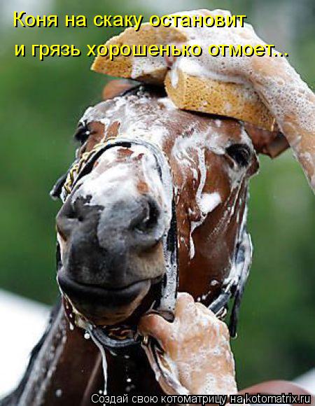 Коня на скаку остановит и грязь хорошенько отмоет...... Котоматрица: Коня на скаку остановит и грязь хорошенько отмоет...