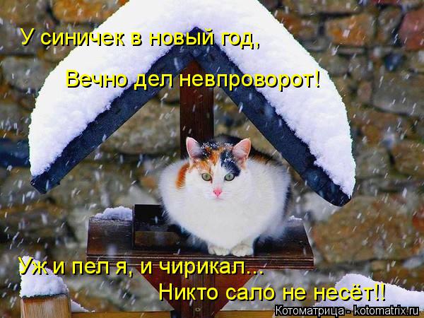 У синичек в новый год, Вечно дел невпроворот! Уж и пел я, и чирикал... Никто сало не несёт!!... Котоматрица: У синичек в новый год, Вечно дел невпроворот! Уж и пел я, и чирикал... Никто сало не несёт!!