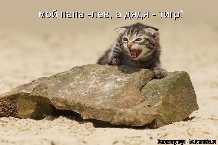 мой папа -лев, а дядя - тигр!... Котоматрица: мой папа -лев, а дядя - тигр!