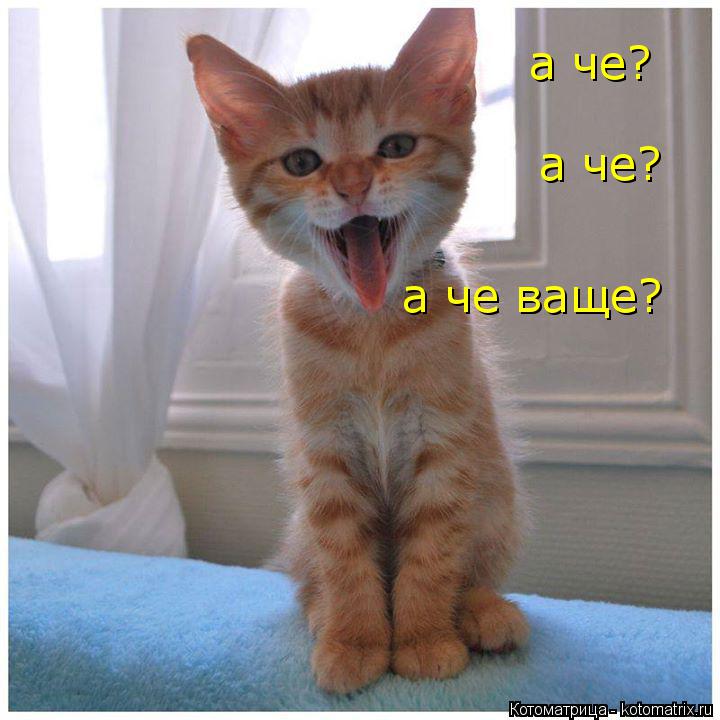 а че? а че? а че ваще?... Котоматрица: а че? а че? а че ваще?