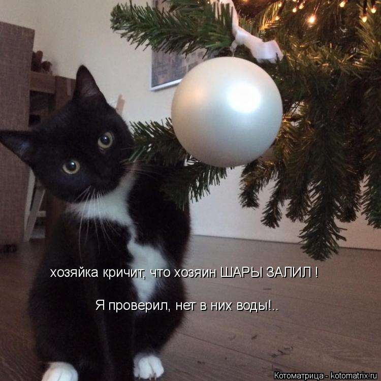 хозяйка кричит, что хозяин ШАРЫ ЗАЛИЛ ! Я проверил, нет в них воды!..... Котоматрица: хозяйка кричит, что хозяин ШАРЫ ЗАЛИЛ ! Я проверил, нет в них воды!..