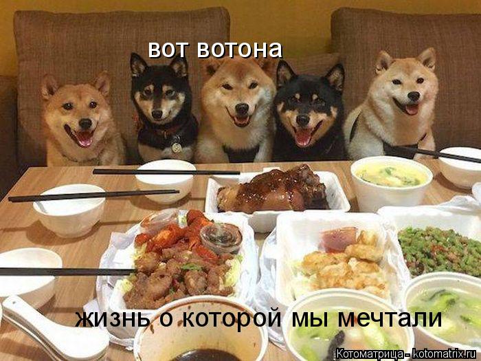 вот вотона жизнь о которой мы мечтали... Котоматрица: вот вотона жизнь о которой мы мечтали