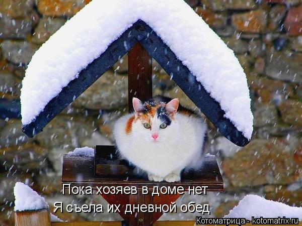 Пока хозяев в доме нет Я съела их дневной обед... Котоматрица: Пока хозяев в доме нет Я съела их дневной обед