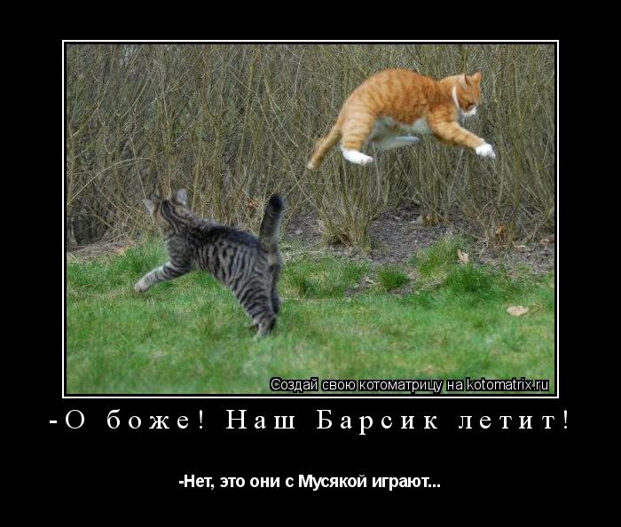 Котоматрица: -О боже! Наш Барсик летит! -Нет, это они с Мусякой играют...