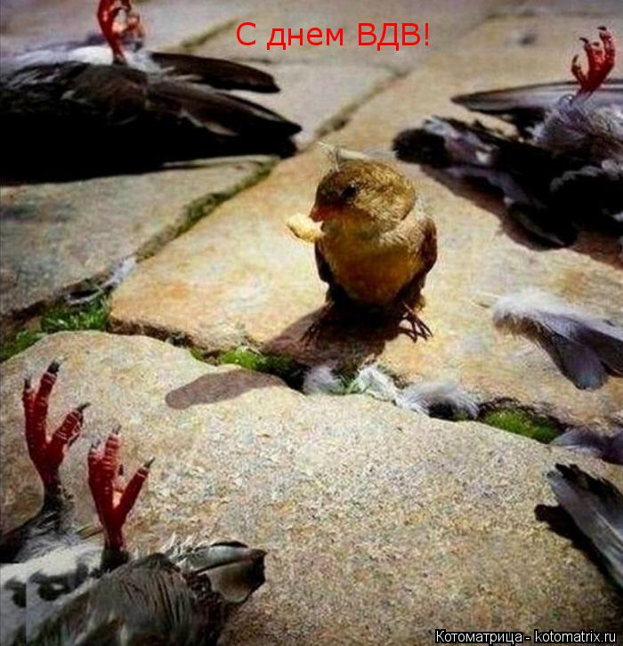 С днем ВДВ!... Котоматрица: С днем ВДВ!