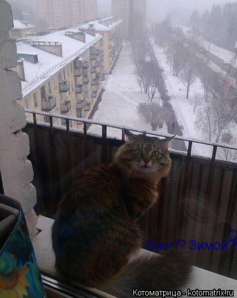 Снег!? Зимой?! Снег!? Зимой?!... Котоматрица: Снег!? Зимой?! Снег!? Зимой?!