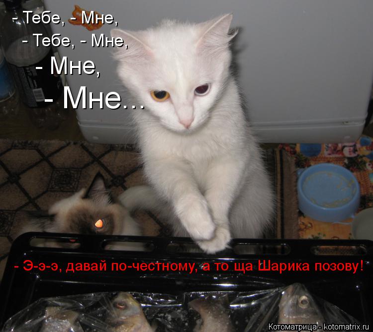 Котоматрица: - Тебе, - Мне, - Тебе, - Мне, - Мне, - Мне... - Э-э-э, давай по-честному, а то ща Шарика позову!