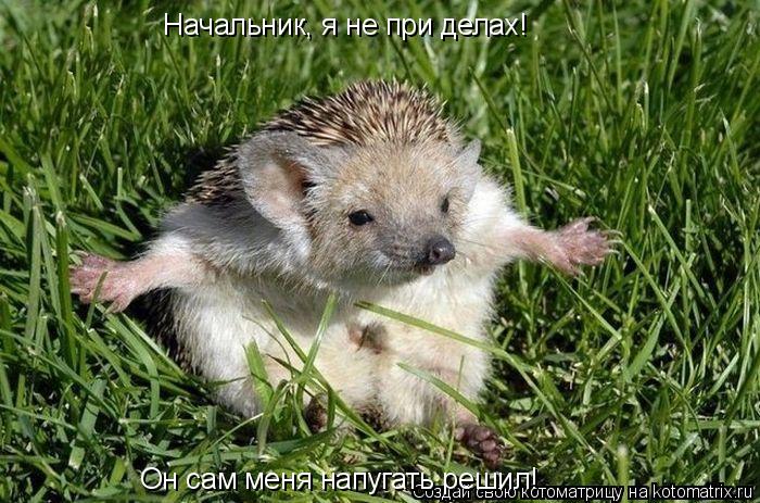 Начальник, я не при делах! Он сам меня напугать решил!... Котоматрица: Начальник, я не при делах! Он сам меня напугать решил!
