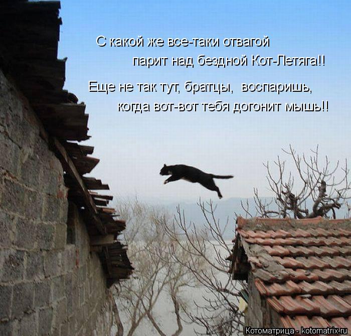 С какой же все-таки отвагой парит над бездной Кот-Летяга!! Еще не так тут, братцы, воспаришь, когда ... Котоматрица: С какой же все-таки отвагой парит над бездной Кот-Летяга!! Еще не так тут, братцы, воспаришь, когда вот-вот тебя догонит мышь!!
