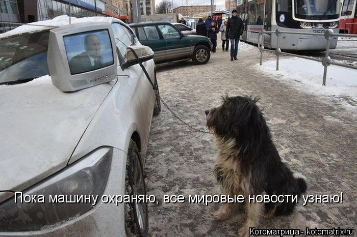 Пока машину охраняю, все мировые новости узнаю!... Котоматрица: Пока машину охраняю, все мировые новости узнаю!