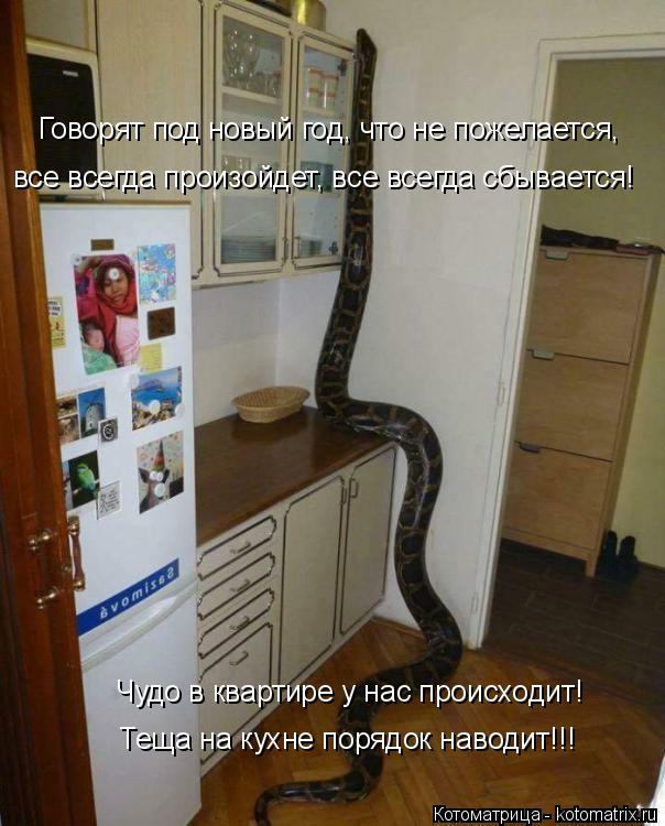 Говорят под новый год, что не пожелается, все всегда произойдет, все всегда сбывается! Чудо в квартир... Котоматрица: Говорят под новый год, что не пожелается, все всегда произойдет, все всегда сбывается! Чудо в квартире у нас происходит! Теща на кухне порядо