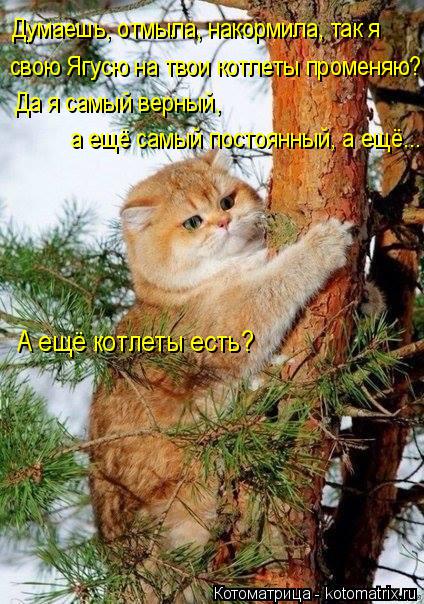 Думаешь, отмыла, накормила, так я свою Ягусю на твои котлеты променяю? Да я самый верный, а ещё самы... Котоматрица: Думаешь, отмыла, накормила, так я свою Ягусю на твои котлеты променяю? Да я самый верный, а ещё самый постоянный, а ещё... А ещё котлеты есть?