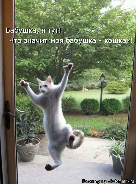 Бабушка, я тут! Что значит:моя бабушка - кошка?!..... Котоматрица: Бабушка, я тут! Что значит:моя бабушка - кошка?!..