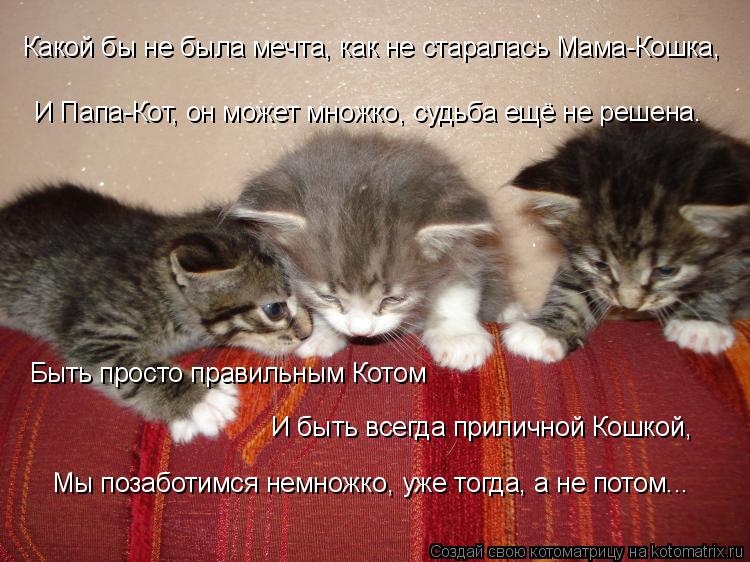 Какой бы не была мечта, как не старалась Мама-Кошка, И Папа-Кот, он может множко, судьба ещё не решен... Котоматрица: Какой бы не была мечта, как не старалась Мама-Кошка, И Папа-Кот, он может множко, судьба ещё не решена. Быть просто правильным Котом И быть вс